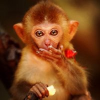 萌萌哒小猴子图片卡通