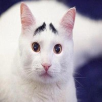 微信囧脸表情