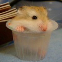 微信老鼠头像