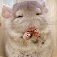 微信老鼠头像