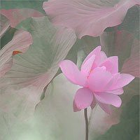 微信莲花头像图片下载