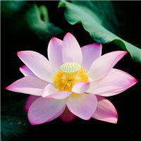 微信莲花头像图片下载
