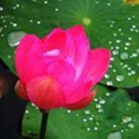 微信莲花头像图片下载