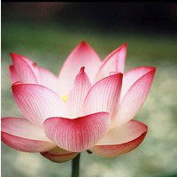 微信莲花头像图片下载