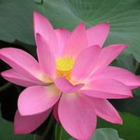 微信莲花头像图片下载