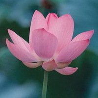 微信莲花头像图片下载