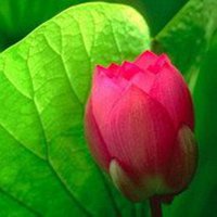 微信莲花头像图片下载