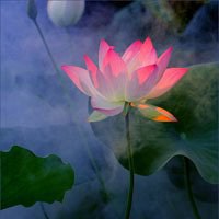 微信莲花头像图片下载