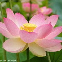 微信莲花头像图片下载
