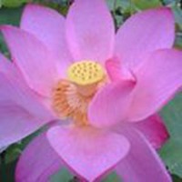 微信莲花头像图片下载