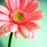 微信菊花图像大全