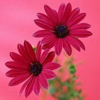 微信菊花图像大全