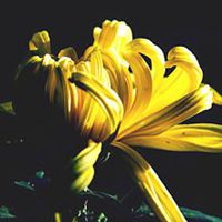 微信菊花图像大全