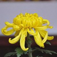 微信菊花图像大全