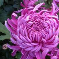 微信菊花图像大全