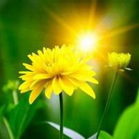 微信菊花图像大全