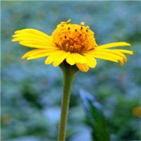 微信菊花图像大全