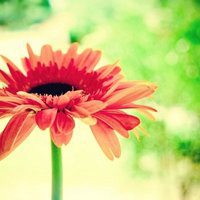 微信菊花图像大全