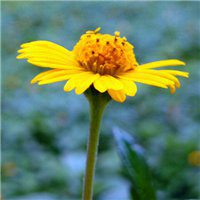 微信菊花图像大全