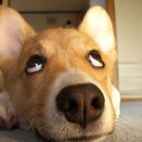 微信动画头像图片大全