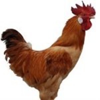 微信大公鸡头像