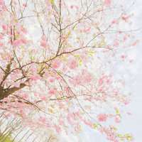 桃红色桃花微信头像