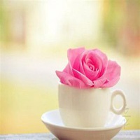 桃红色桃花微信头像