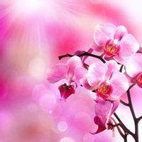桃红色桃花微信头像