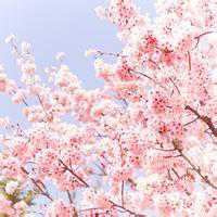 桃红色桃花微信头像