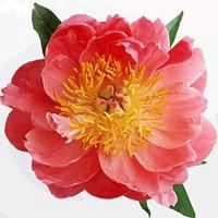 桃红色桃花微信头像