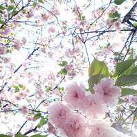 桃花美景图片大全
