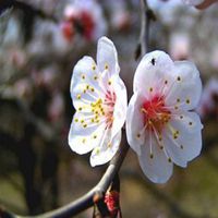 桃花美景图片大全