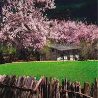 桃花美景图片大全