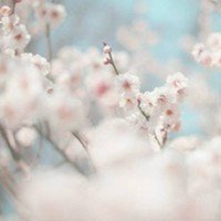 桃花美景图片大全
