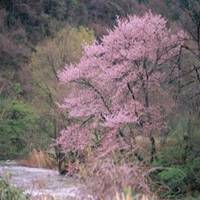 桃花美景图片大全