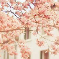 桃花美景图片大全