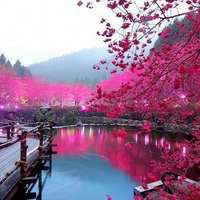 桃花美景图片大全