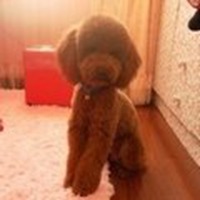 泰迪微信头像