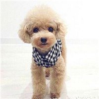 泰迪微信头像