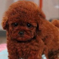 泰迪微信头像