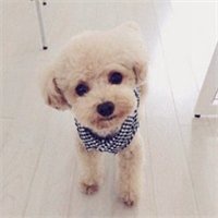 泰迪熊微信头像