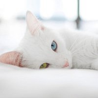 素雅微信头像