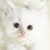 素雅微信头像