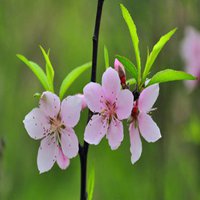 微信桃花头像