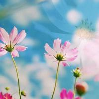 2017最好看的微信花的头像