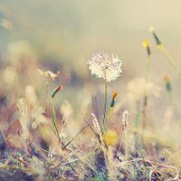 女人植物微信头像