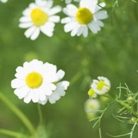 女人植物微信头像