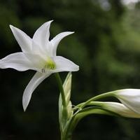 微信头像百合花四十岁女生