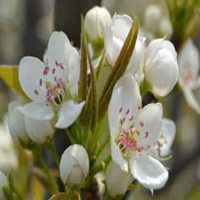 微信头像花朵图片梨花