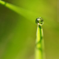 找植物有露珠微信图片